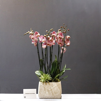 Rose Orchid