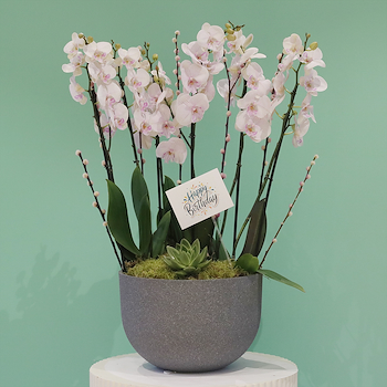 Blossom Orchid