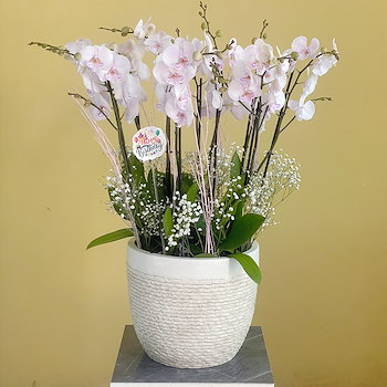 Ambon Bloom