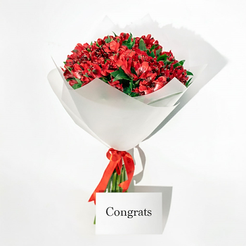 Red Alstroemeria