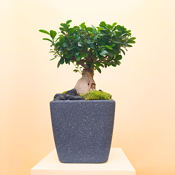 Ginseng Plant