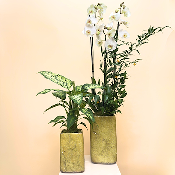 White Set & Plants
