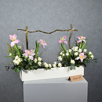Tulipa
