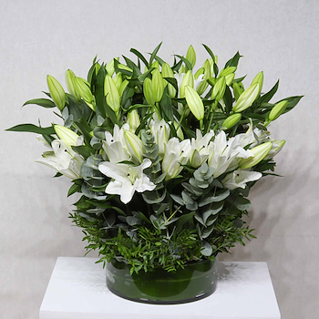 Blossom White Lily