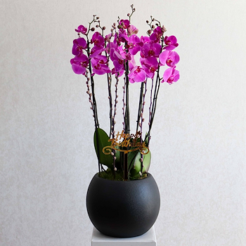 Finest Blooms III