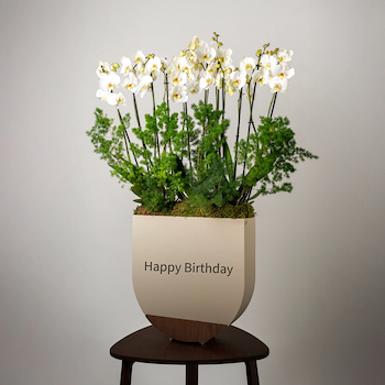 نبتة الاوركيد 2