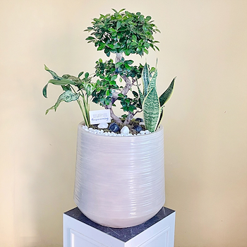 بونساي جميل 2