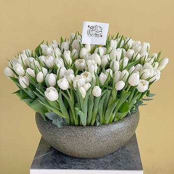 توليب فاخر 2