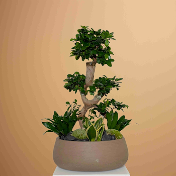 حديقة برج بونساي