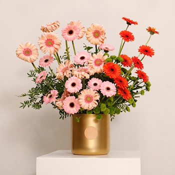 تناغم الجربيرا الذهبي