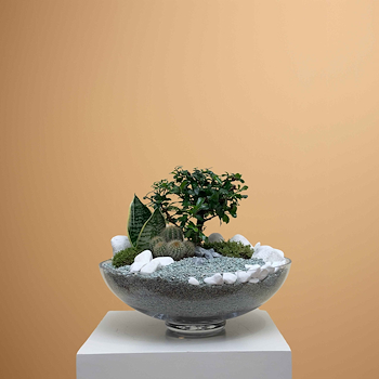 حديقة زجاجية صغيرة