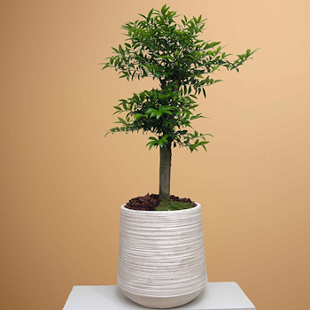 ناجيا ناجي بونساي