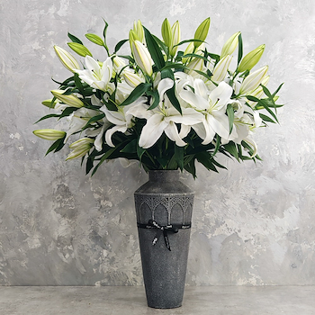 وايت ماتشورا