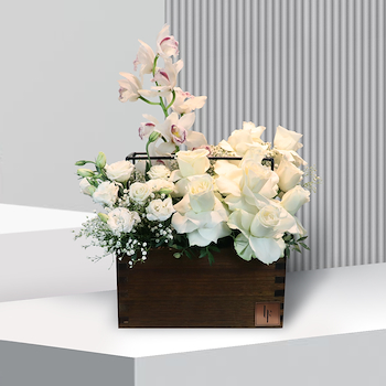 ايفوري ليكوود متوسط