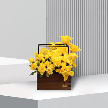 سول ليكوود صغير