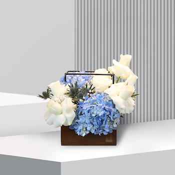 تاليا ليكود الصغيرة