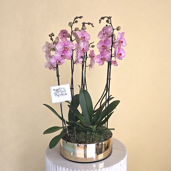 كوكب المشتري الذهبي