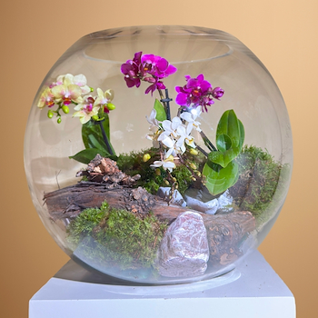 حوض زهور الأوركيد ساشا