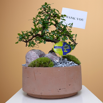 حديقة الزلكوفا 