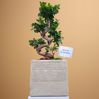 ساحة بونساي