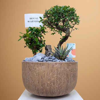 حديقة بونساي مزدوجة