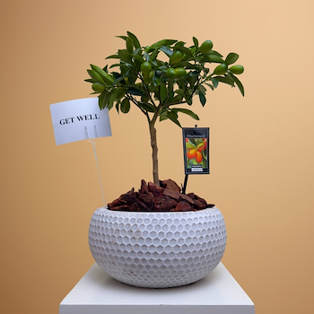 كومكوات سيتروس هولاند