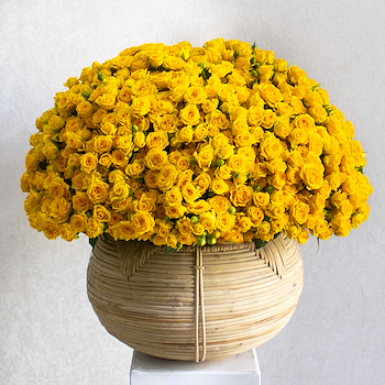 ضوء الشمس الحلو