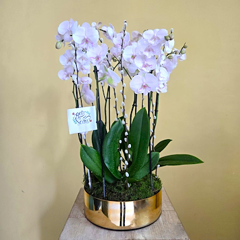 مانتا أمبون باللون الذهبي