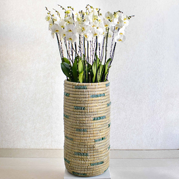 أزهار بيضاء II