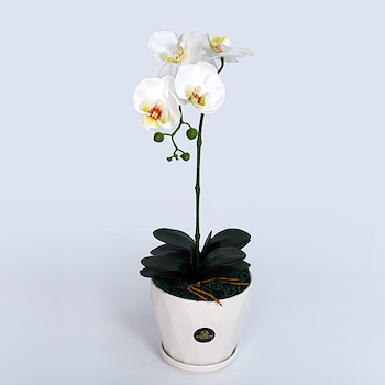 أوركيد أبيض