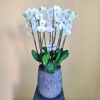 Chic White Orchids