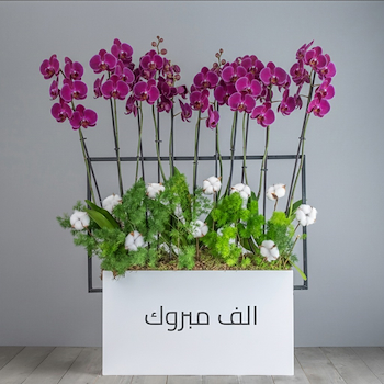 اوركيد بنفسجي