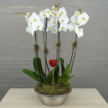 الأوركيد ناعم 1