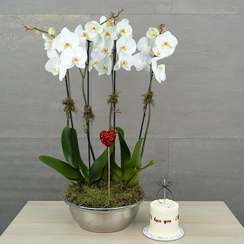 الأوركيد ناعم 3