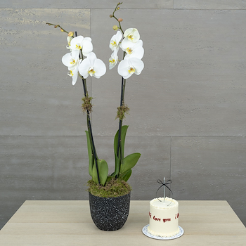 الأوركيد ناعم 2