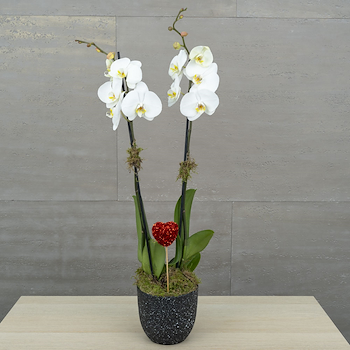 الأوركيد ناعم 4