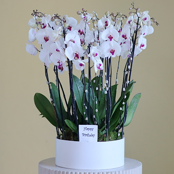 الشفاه الحمراء السعيدة 3