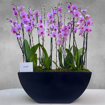 Love Pink Orchid