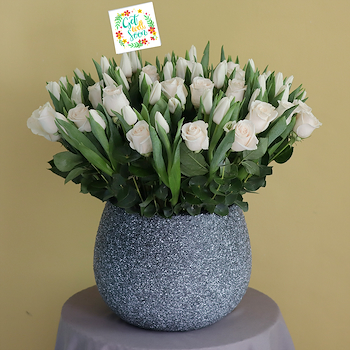 التوليب المنعش