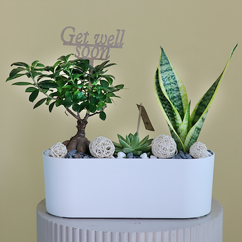 Bonsai With Sansevieria