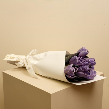 Purple Tulip
