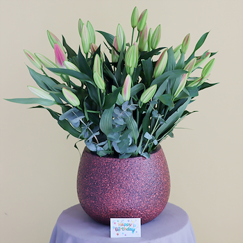 Elite Pink Casablanca