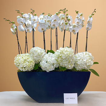 الجمال الأبيض