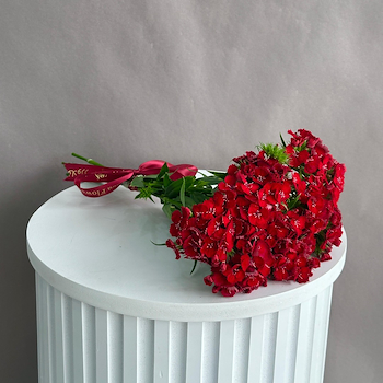 باربيتوس أحمر