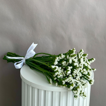 ستاتيس ابيض