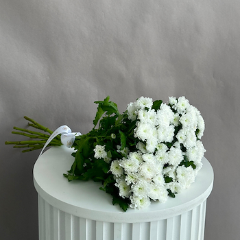 سانتيني بيضاء