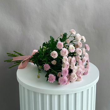 سانتيني وردي فاتح