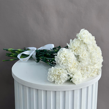 الكارنيشن الأبيض