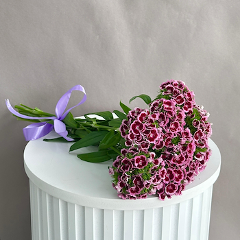 باربيتوس بنفسجي