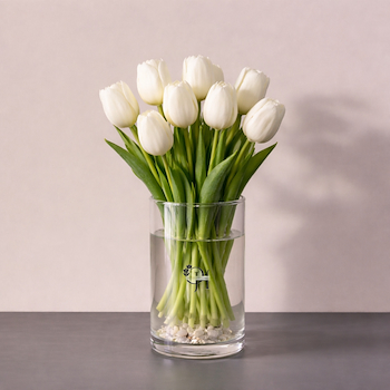 التوليب البيضاء